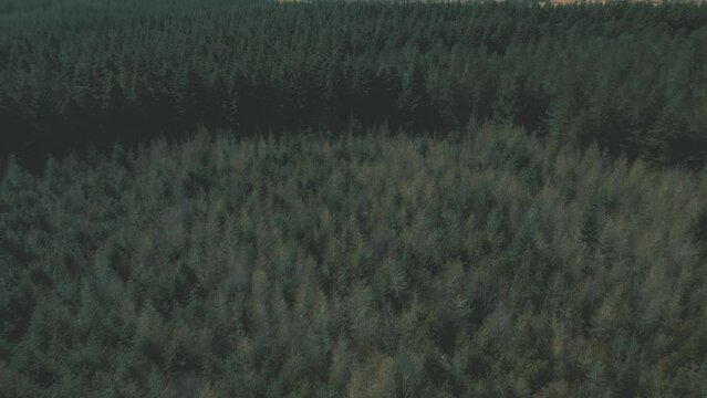 Aerial view of dense evergreen forest