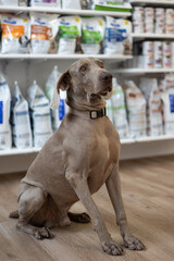 Portrait of beautiful weimaraner dog with out of focus background.