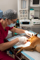 Veterinarian performing dental cleaning on a dog with sedation in the operating room.