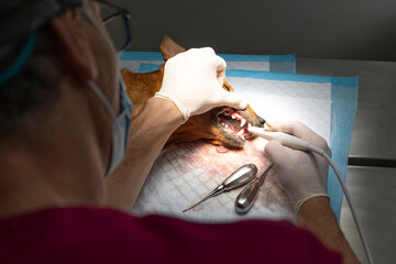 Veterinarian removing tartar from a dog's teeth in the operating room. Canine dental cleaning.