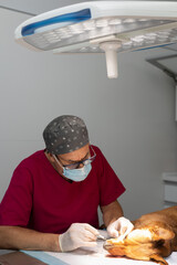 Veterinarian removing tartar from a dog's teeth in the operating room. Canine dental cleaning.