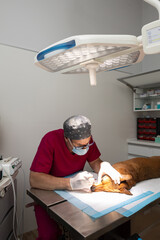 Veterinarian removing tartar from a dog's teeth in the operating room. Canine dental cleaning.