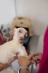 sick kitten receiving treatment at veterinary clinic