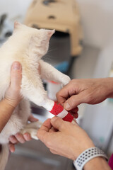 sick kitten receiving treatment at veterinary clinic