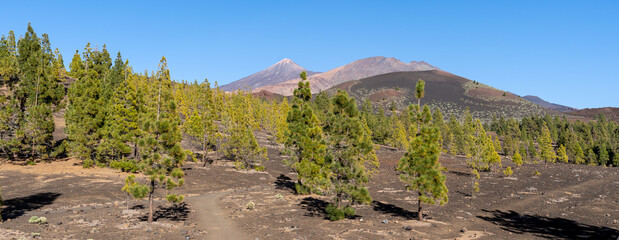 Une forêt d'arbres verts vif sur un sol noir volcanique avec le volcan en arrière plan