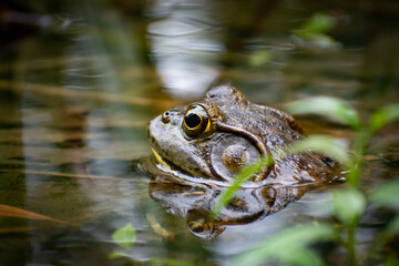 frog in the pond