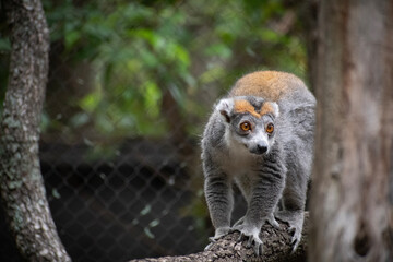 ring lemur