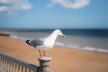 Herring gull standing on a post in front a Ramsgate main sands beach in Thanet, Kent.