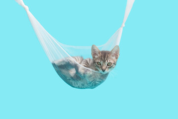 Small gray brown tabby Kitten laying inside of a homemade hammock made of knotted tulle material,...