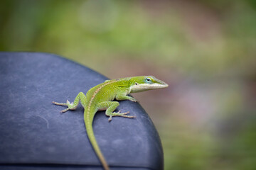lizard closeup