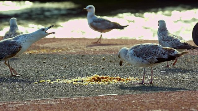 Baby Seagulls Eating on Concrete Floor Footage.