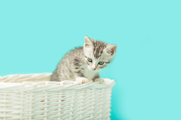 Silver Gray and white tabby kitten cat in white basket, blue background.