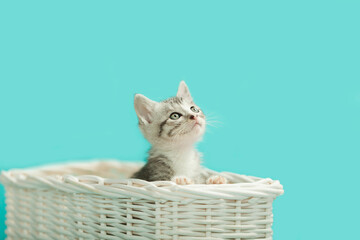 Obraz na płótnie Canvas Silver Gray and white tabby kitten cat in white basket, blue background.