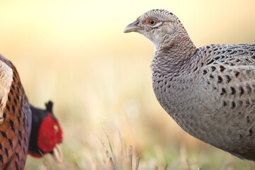 Common pheasant Phasianus colchius Ring-necked pheasant in natural habitat, grassland in early spring