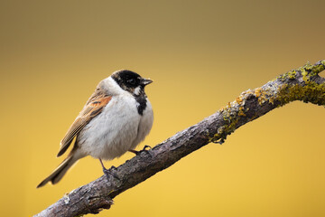 Bird male Reed Bunting Emberiza schoeniclus, spring time, Poland Europe