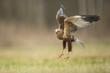 Flying Birds of prey Marsh harrier Circus aeruginosus, hunting time Poland Europe