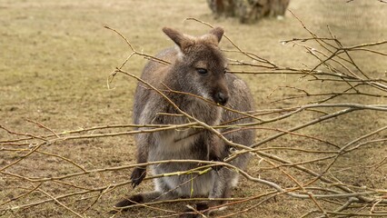 Kangaroo Bennett's wallaby (Macropus rufogriseus) © Dead Tree World