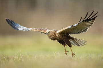 Flying Birds of prey Marsh harrier Circus aeruginosus, hunting time Poland Europe