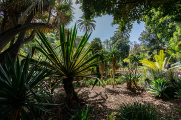 des plantes et des arbres équatorial dans un jardin botanique