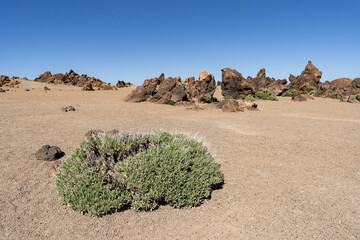un désert minérale avec une plante verte 