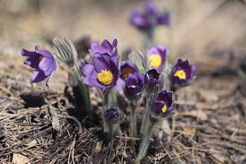 Pulsatilla patens, eastern pasqueflower, spreading anemone. Purple flowers of Pulsatilla patens in springtime outdoors in sunlight. 