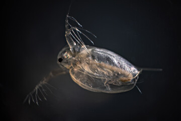 Daphnia close-up on a black background.