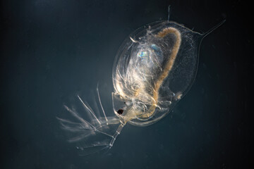 Daphnia close-up on a black background.