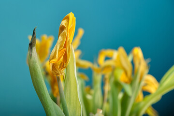 Among a vague bouquet of beautifully fading yellow tulips, the focus is on an elegant bud with...