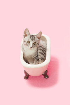 Tiny small gray tabby kitten laying inside of a pretend, pink ceramic bath tub, pink background.