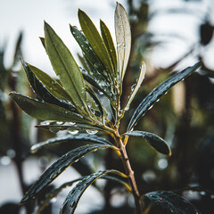 Olive tree - close up
