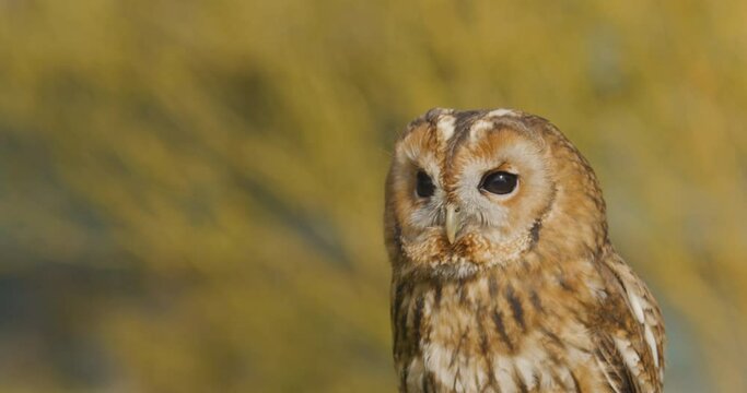 Portrait of Tawny Owl - close up