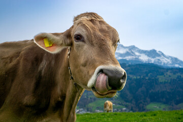 Fototapeta na wymiar Cow in a green field with mountain in the background. Lucerne, Switzerland