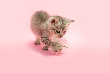 Tiny tabby kitten playing with daisy flower, pink background.
