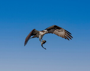 Obraz premium Osprey carrying a fish
