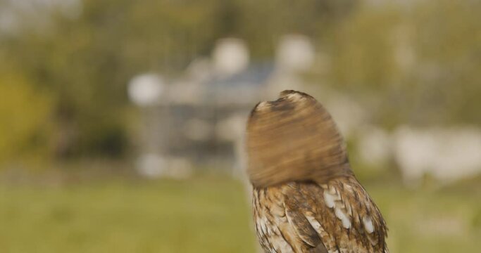 Tawny Owl perched in meadow - close up