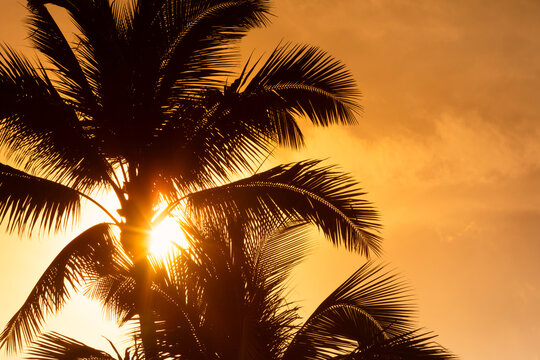 sun shinning through palm trees at sunset 