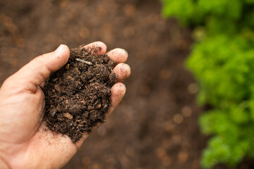 Hand holding fertile soil dirt in the garden 
