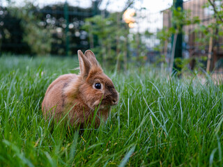 Flauschiges Kaninchen auf grünem Rasen in urbanem Garten