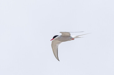 Arctic Tern Flying in the High Arctic