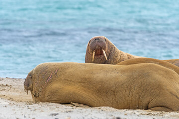 Walrus Resting and Watching