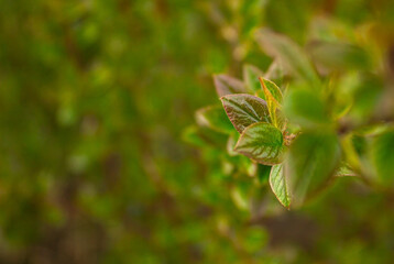 Closeup Nature view of Green Leaf on blurred dark greenery background in garden with copy space using as background. Natural green plants, ecology, fresh wallpaper concept.