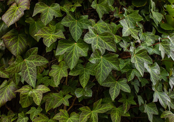 Fototapeta premium A wall of common Ivy. Usuable as a background or texture. Also known as European ivy, english ivy or ivy. Hedera helix
