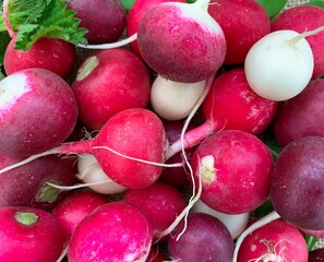 Organic, freshly harvested purple, pink, white radishes. A lot of ripe multicolored radishes. Healthy food background. European radishes (Raphanus sativus). Close up. Top view.