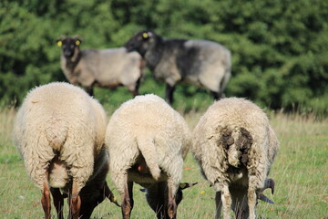 Three sheep in a row on a meadow