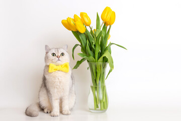 Funny white cat in a yellow bow tie, sitting next to a glass vase with a bouquet of tulips