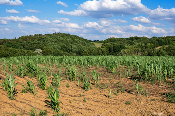 corn field in the summer