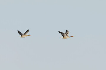 Greylag goose or graylag goose (Anser anser) pair flying in the sky in early spring.