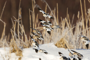 Snow buntings (Plectrophenax nivalis) flying over the field in early spring.