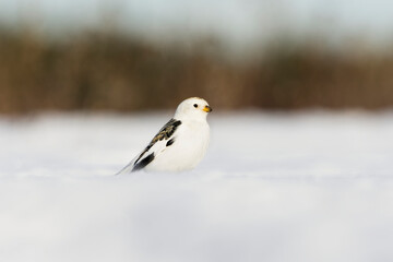Snow bunting (Plectrophenax nivalis) standing in the snow in early spring.	
