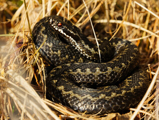 Common European adder or common European viper (Vipera berus) basking in early spring.